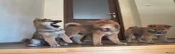 Japanese Shiba Inu dogs for sale: Pure Breed Japanese Shiba Inu Puppies  in Goole - Advert 29