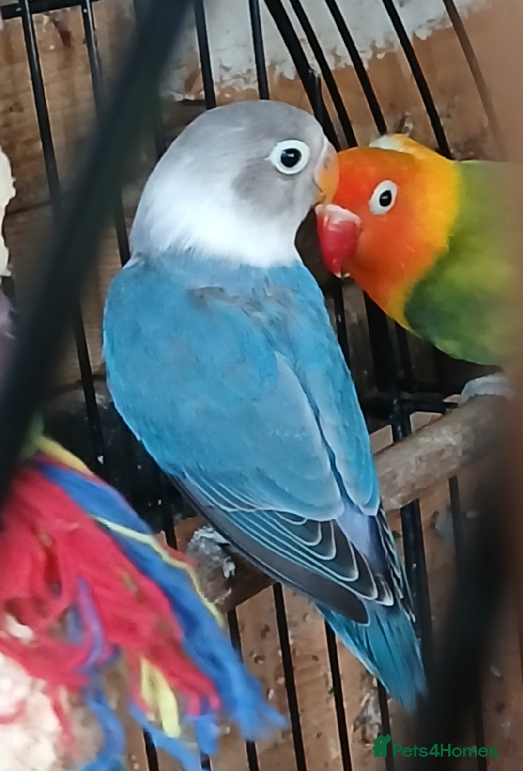 Lovebirds birds for sale: Lovebirds fischers x4 fischers lovebirds  - Image 6