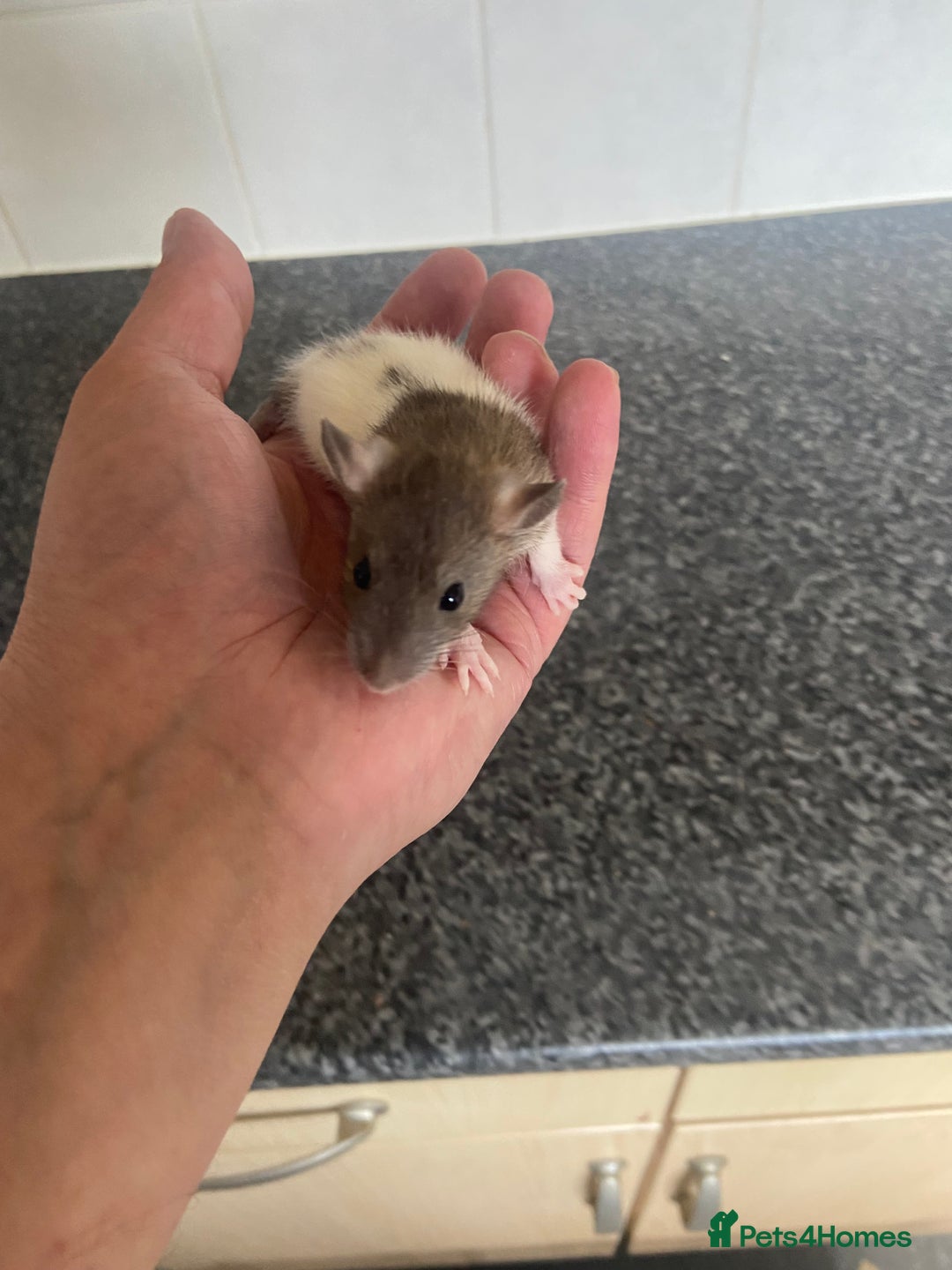 Rat rodents for sale: Pet rats - Image 11