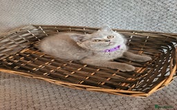 Scottish Fold cats for sale: Beautiful Female Scottish Straight Kitten - Image 1
