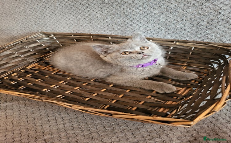 Scottish Fold cats - Advert 15