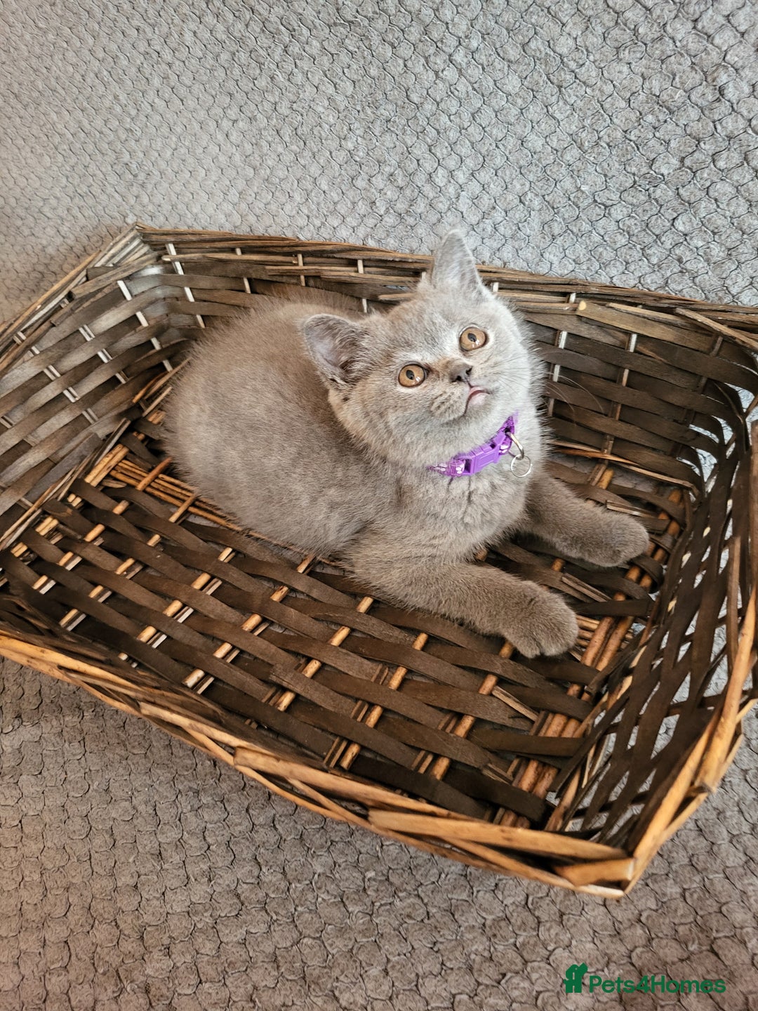 Scottish Fold cats for sale: Beautiful Female Scottish Straight Kitten - Image 1