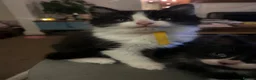 Mixed Breed cats for sale: Cheeky fluffy kittens in Carlisle - Advert 20