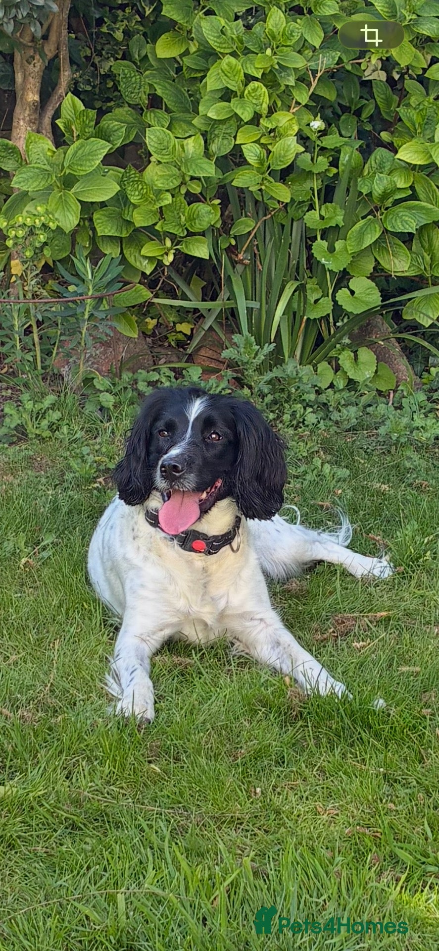 English Springer Spaniel dogs Puppies due 21/10/26 - Advert 1