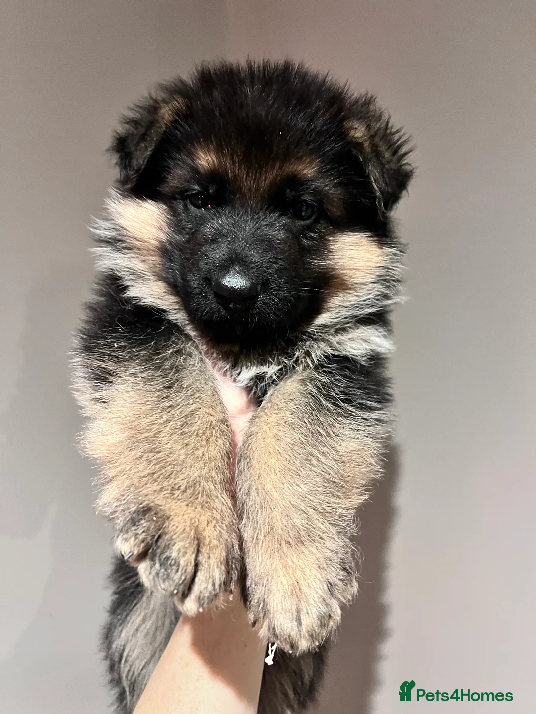 German Shepherd dogs for sale: Beautiful KC reg German Shepherd puppies for sale  - Advert 13