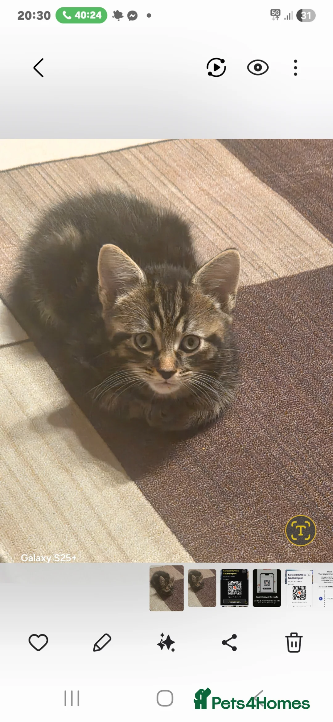 European cats for sale: Male kitten - Advert 4