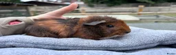Guinea Pig rodents for sale: Baby guinea pigs - Abyssinian brothers - Advert 4