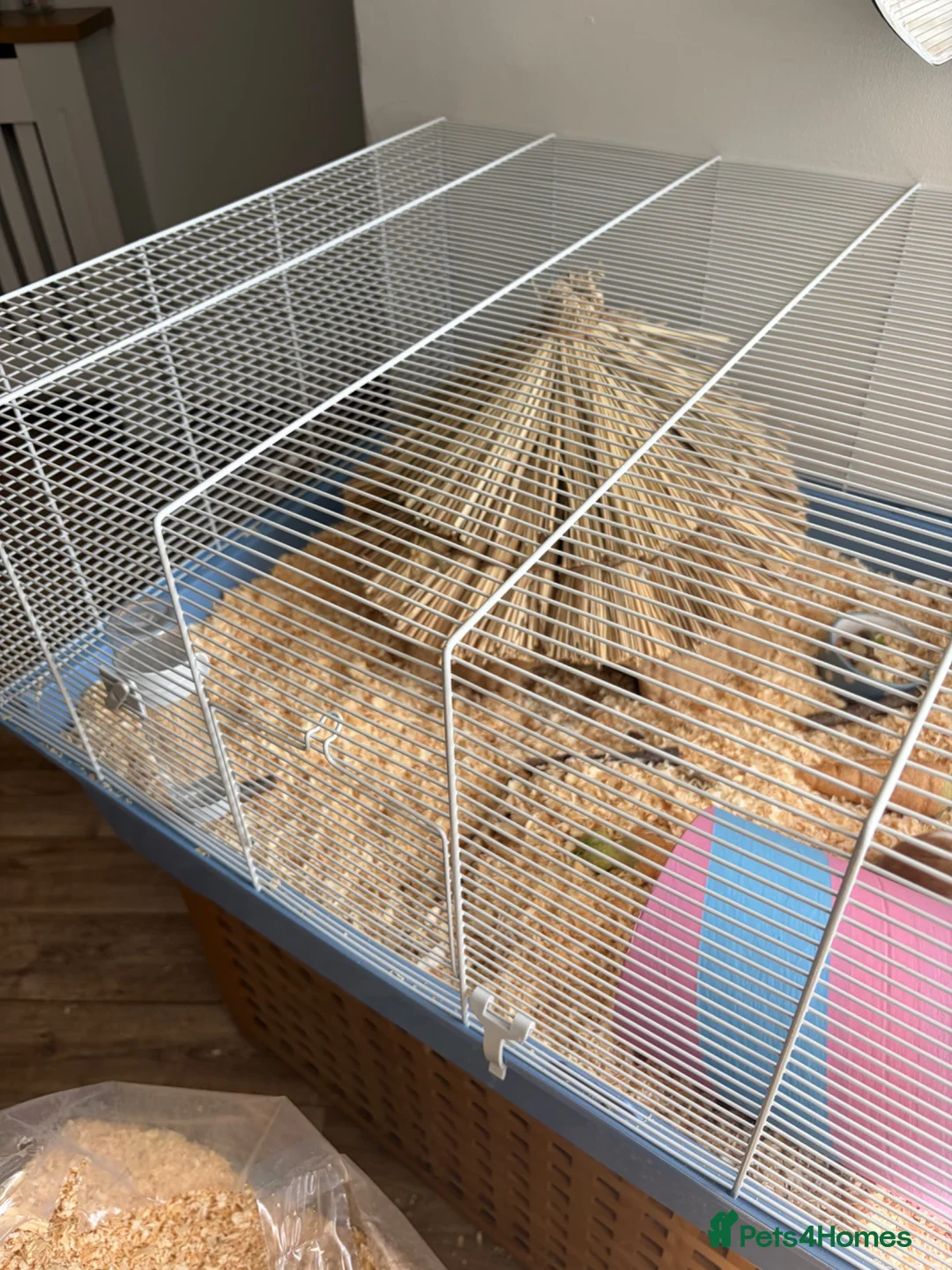Hamster rodents for sale: Hamster  - Advert 5