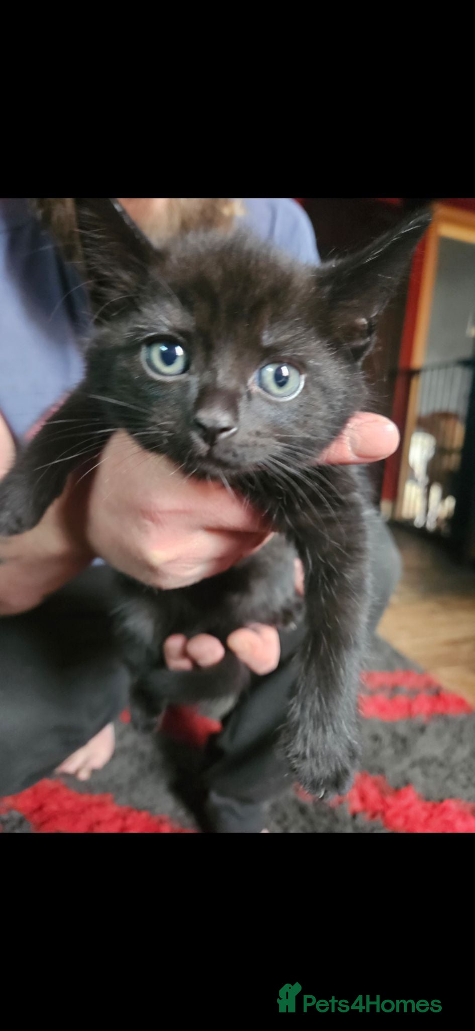 Russian Blue cats russian blue x LAST BLACK TABBY  - Advert 6