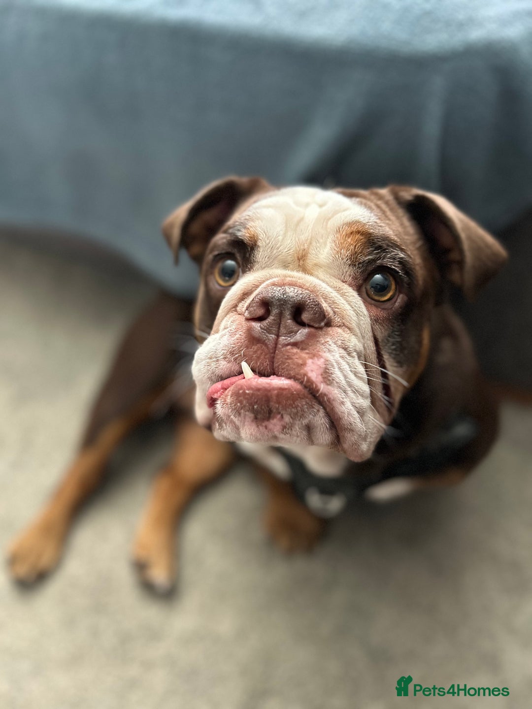 English Bulldog dogs for sale: 1 yr old British Bulldog girl  - Image 2