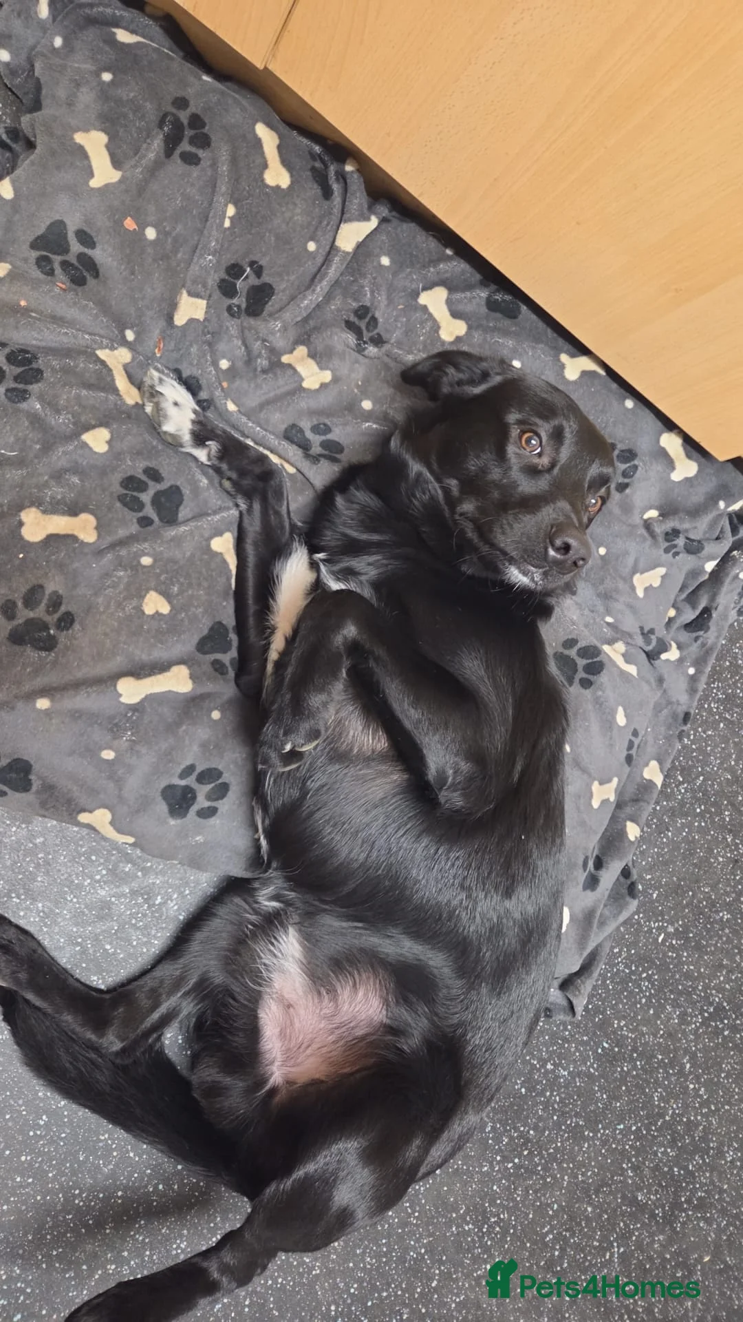 Borador dogs for sale: Bear. - Advert 2