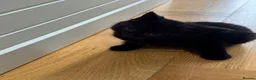 Mixed Breed cats for sale: 5 mixed breed kittens  - Advert 5