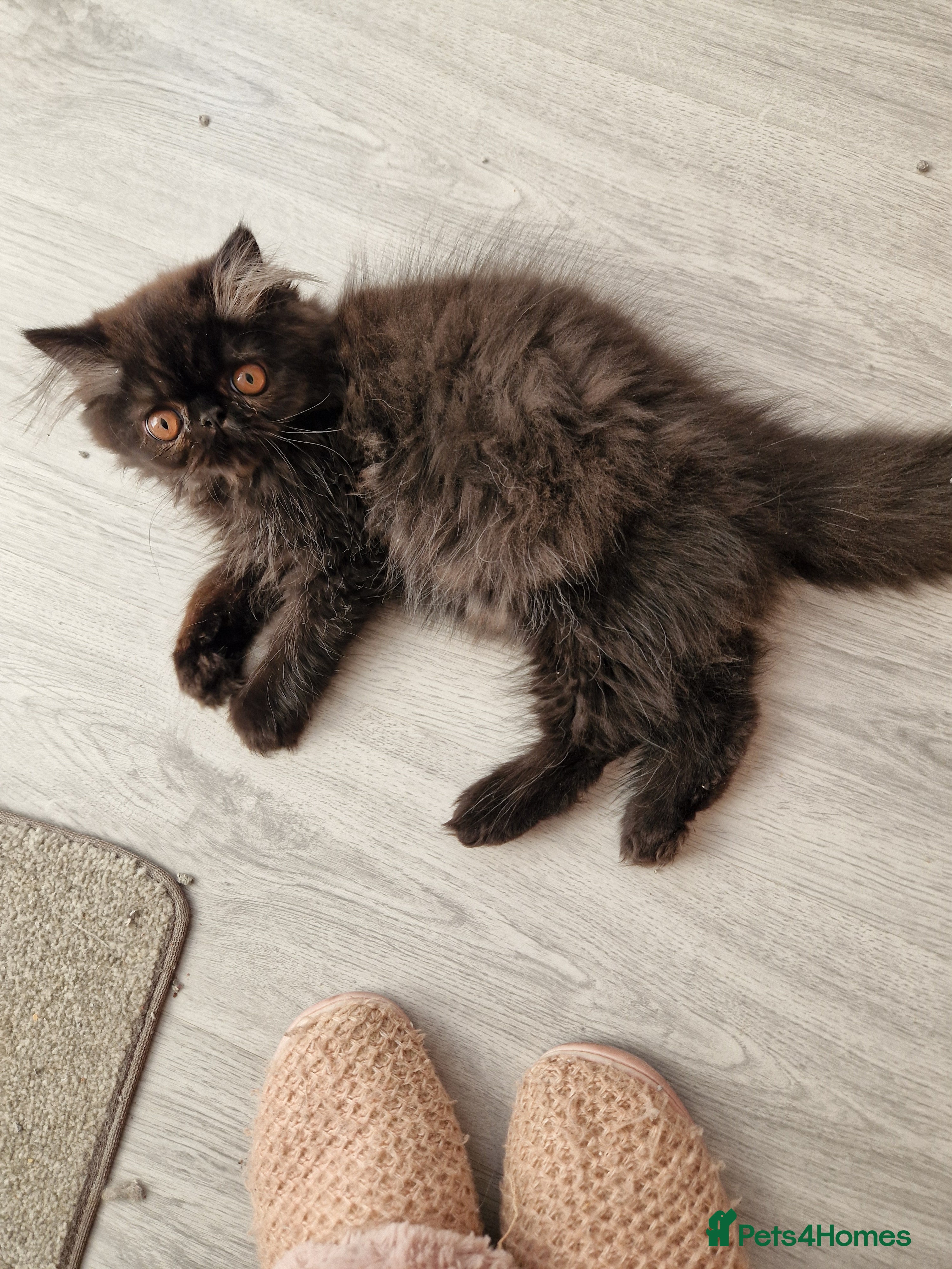 Persian cats Reserved GCCF Registered Black male persian  - Advert 17