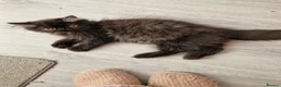 Persian cats for sale: Reserved GCCF Registered Black male persian  - Advert 1