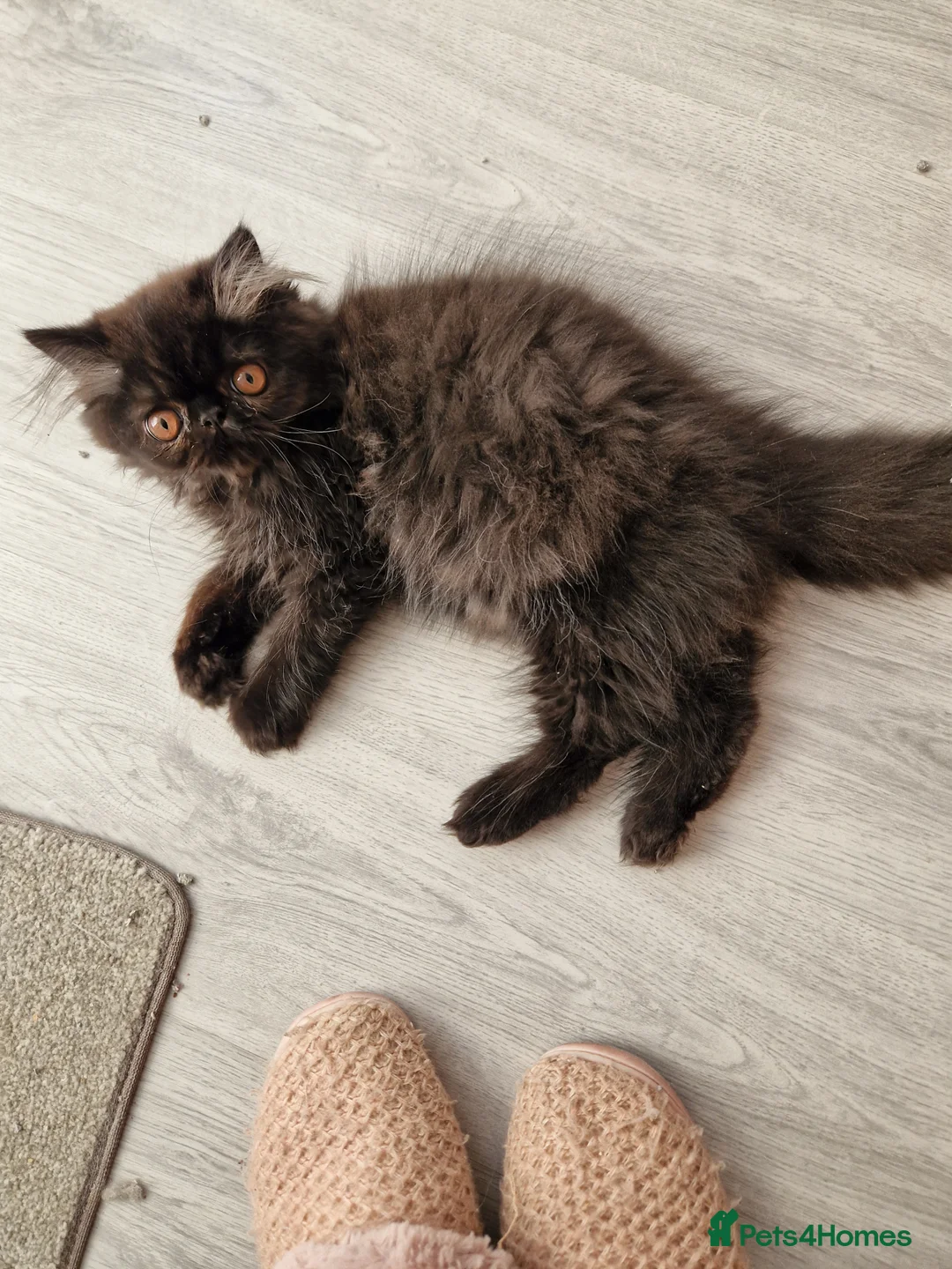 Persian cats for sale: Reserved GCCF Registered Black male persian  - Advert 1