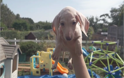 Miniature Dachshund dogs for sale: Miniature Cream Dachshund Puppies KC Reg   - Image 7