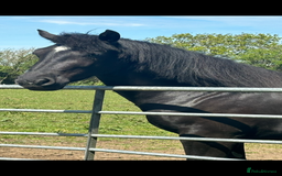 Welsh Section D horses for sale: Section D beautiful Black Mare Magic - Image 10