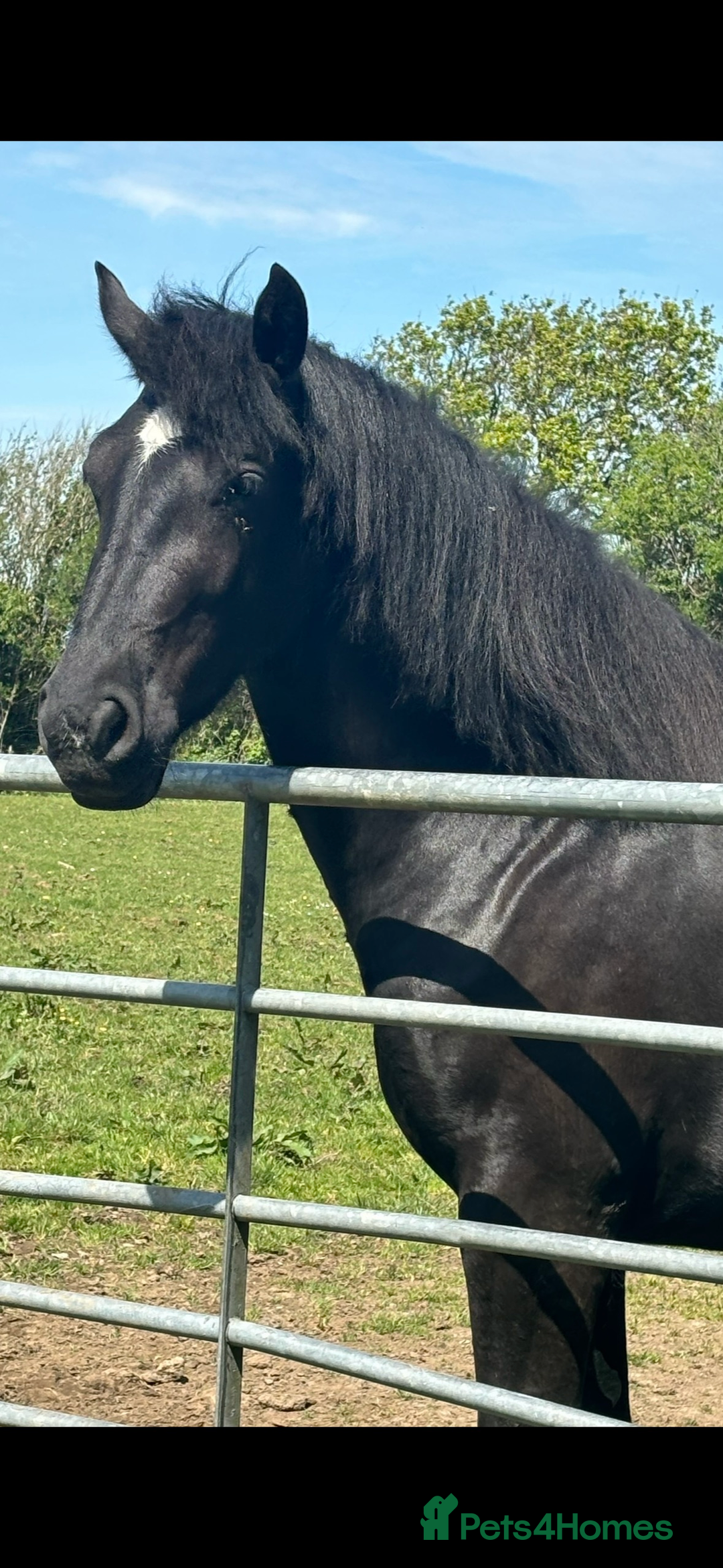 Welsh Section D horses for sale: Section D beautiful Black Mare Magic - Image 10