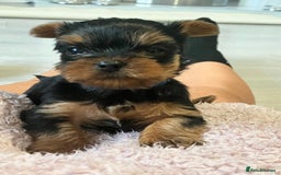 Yorkshire Terrier dogs for sale: beautiful yorkshire puppy’s  - Image 4