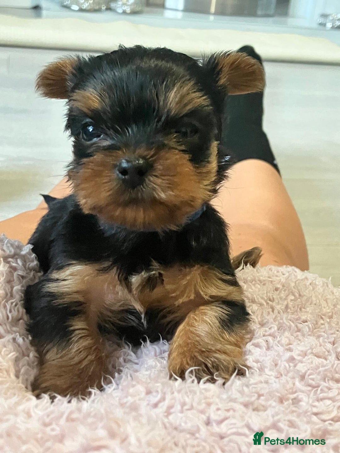 Yorkshire Terrier dogs for sale: beautiful yorkshire puppy’s  - Image 4