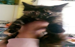Mixed Breed cats for sale: Little cleo - Advert 2