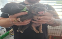 Mixed Breed dogs for sale: French bull weinners  - Image 26