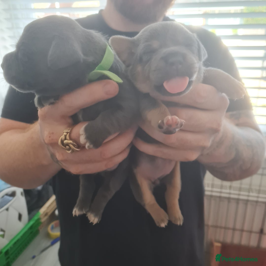 Mixed Breed dogs for sale: French bull weinners  - Image 26