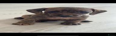 Miniature Dachshund 1