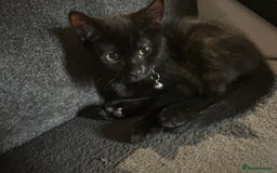 Bengal cats for sale: Ready now !  in Tredegar - Image 17