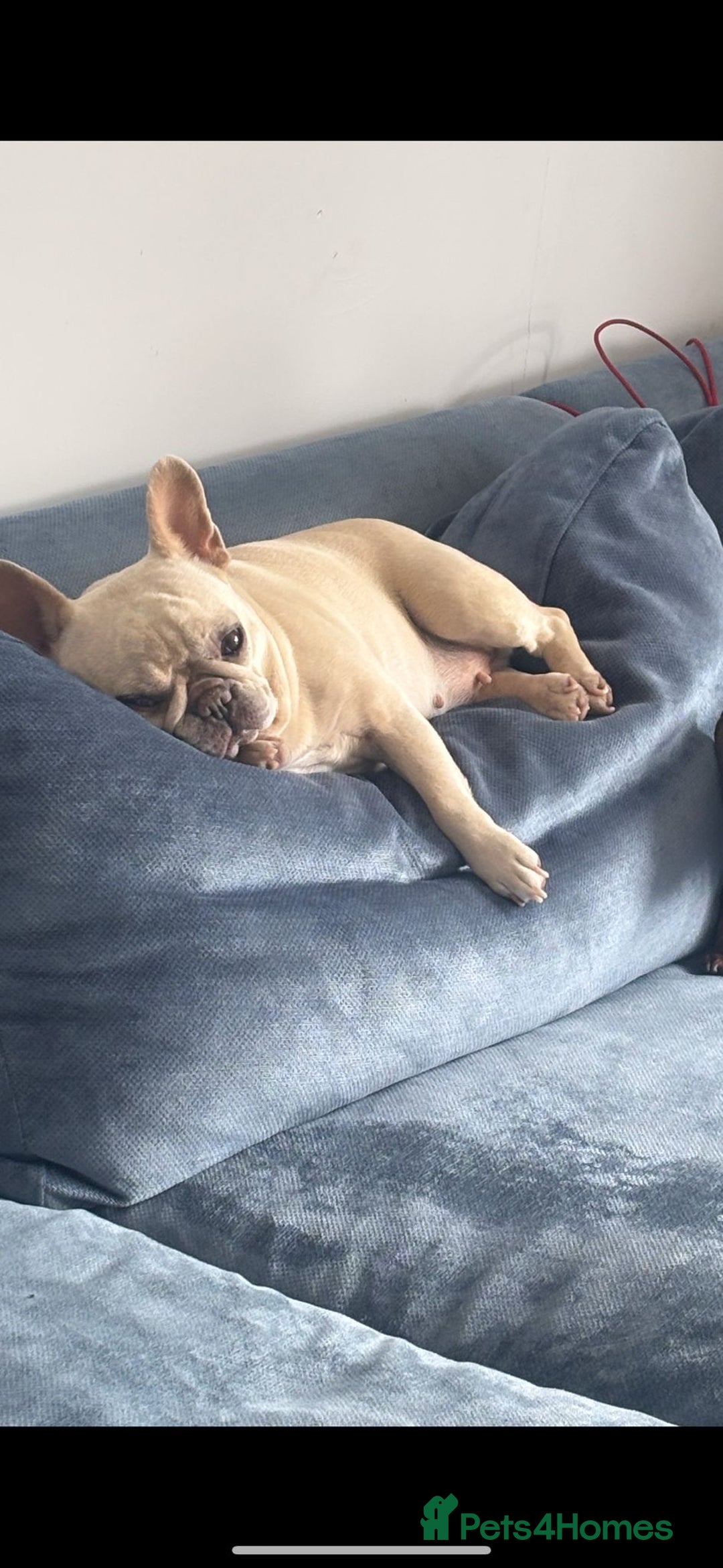 French Bulldog dogs for sale: Pearl the Beautiful  - Advert 3