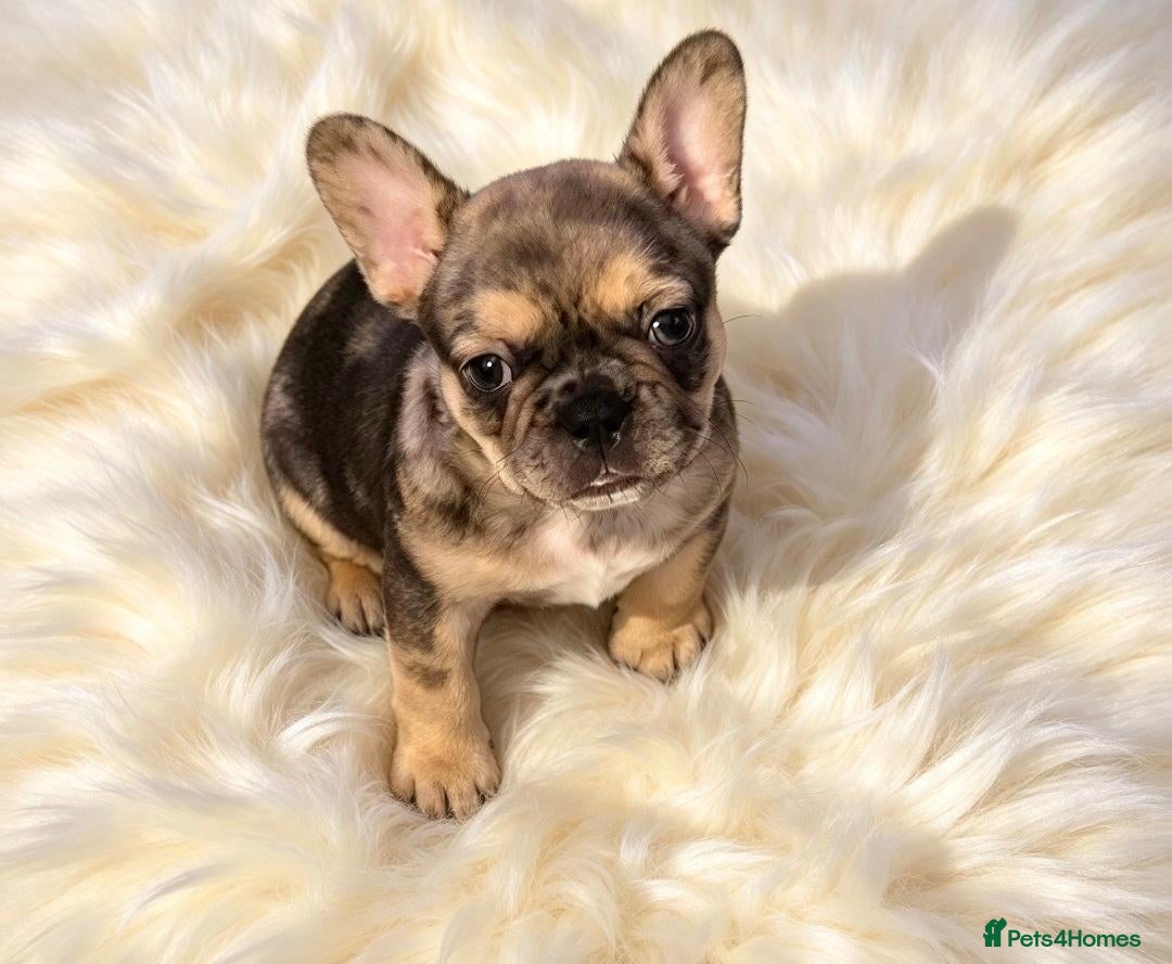 French Bulldog dogs for sale: 4 stunning french bulldog puppies - Advert 1