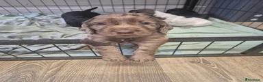 Cocker Spaniel 4 meler 