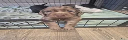 Cocker Spaniel dogs for sale: Cocker Spaniels - Advert 3