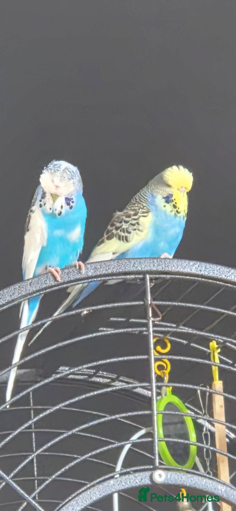 Budgerigars birds 2 budgies, cage and all toys - Advert 1