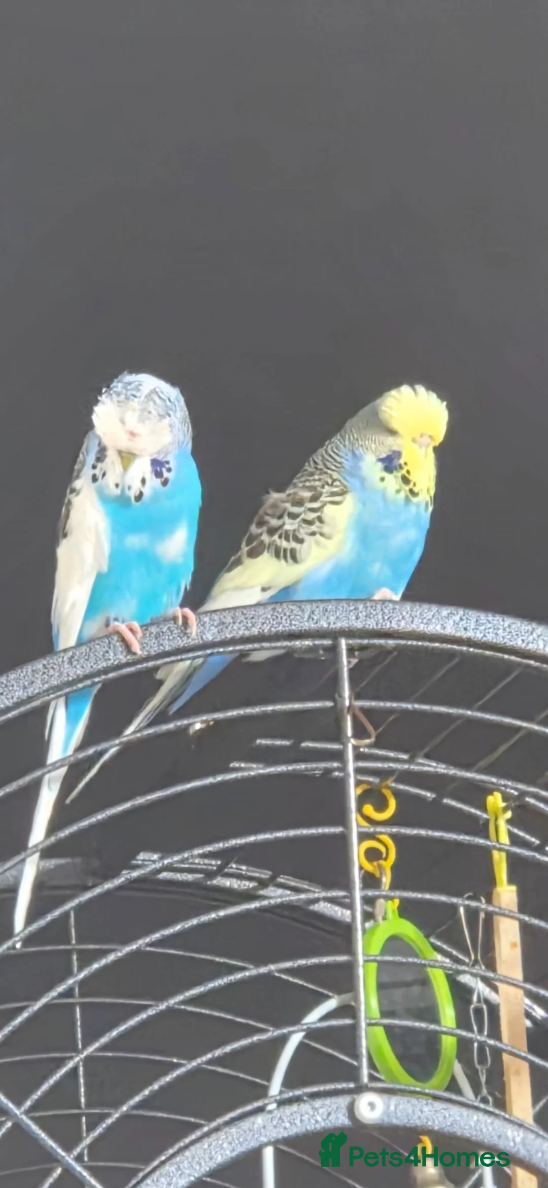 Budgerigars birds for sale: 2 budgies, cage and all toys in Wakefield - Advert 1