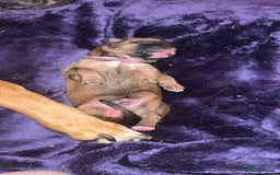 Mixed Breed birds for sale: German shepherd x cane corso pups!  - Image 5