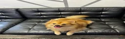 German Spitz dogs for sale: German spitz  - Advert 6