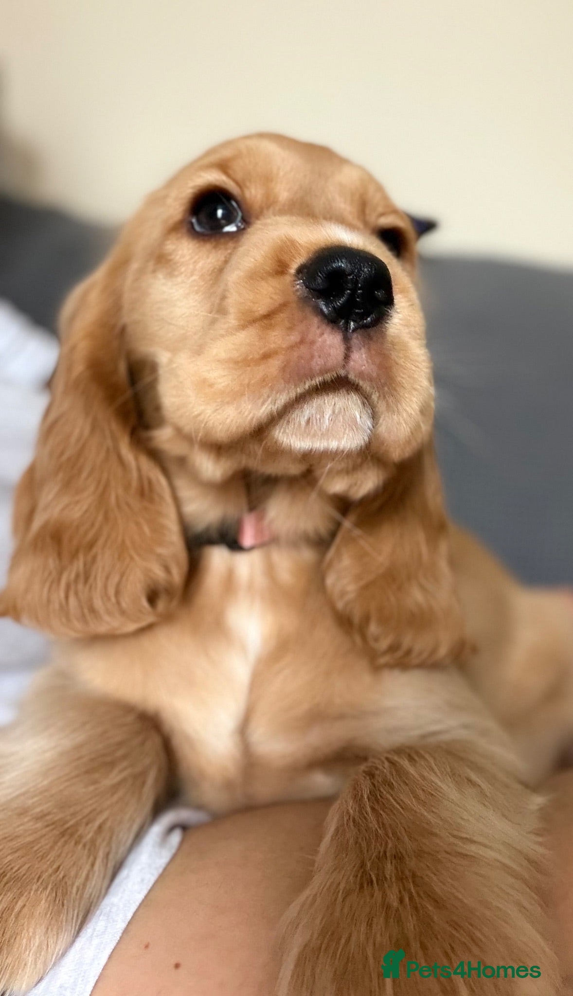 Cocker Spaniel dogs 🌟🌟🌟Beautiful English Gold Show Cocker Spaniel  - Advert 2