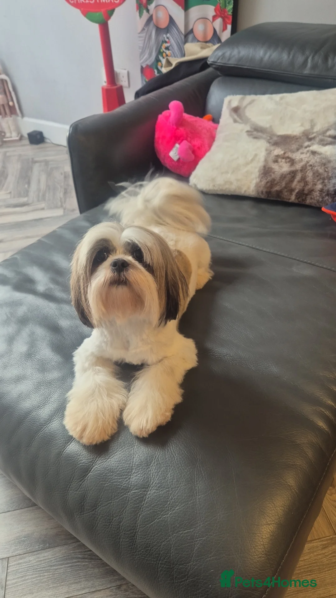 Lhasa Apso dogs for sale: LHASA APSO KC PUPPIES DUE SOON  - Advert 2