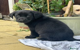 Labrador Retriever dogs for sale: 4 adorable KC reg puppy labradors ready to go  - Image 12