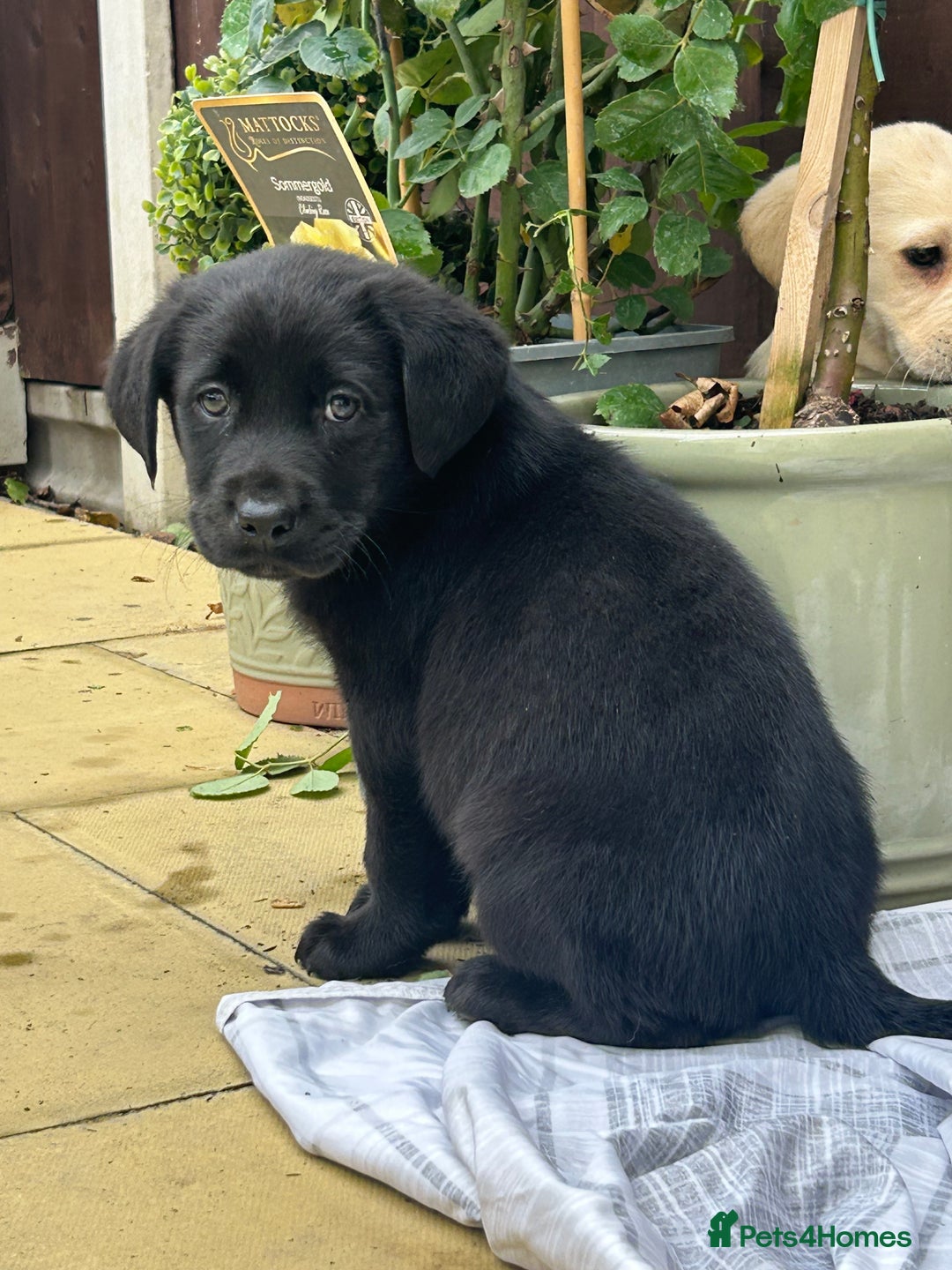 Labrador Retriever dogs for sale: 4 adorable KC reg puppy labradors ready to go  - Image 12