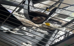 Ferret rodents for sale: Single ferret kit for sale age 12 weeks - Image 2