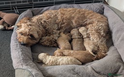 Cavapoo dogs for sale: Cavapoo puppies  - Image 2