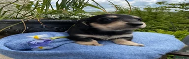 Miniature Dachshund Puppy 1 Black and cream