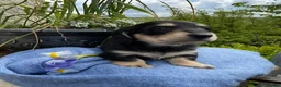 Miniature Dachshund dogs for sale: GORGEOUS KC reg PRA CLEAR MINI DACHSHUND PUPPIES in Swansea - Advert 32