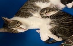 Domestic Shorthair cats for sale: Adorable 4-Month-Old Kitten – Family Home Only - Image 5