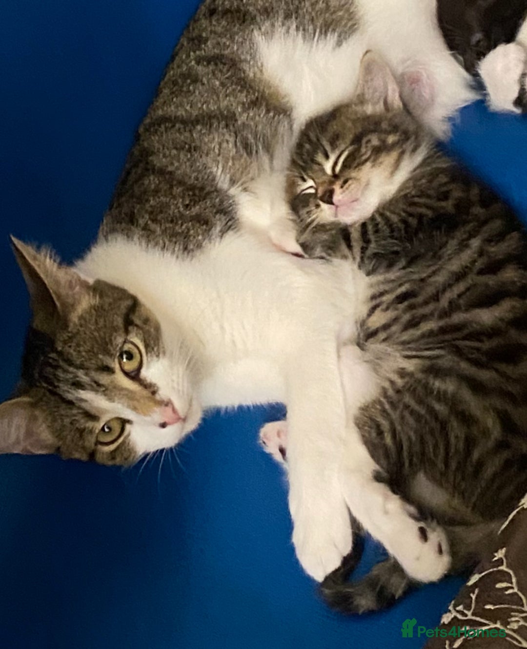 Domestic Shorthair cats for sale: Adorable 4-Month-Old Kitten – Family Home Only - Image 5