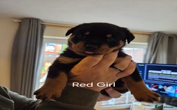 Rottweiler dogs for sale: Chunky Rottweiler puppies - Image 11