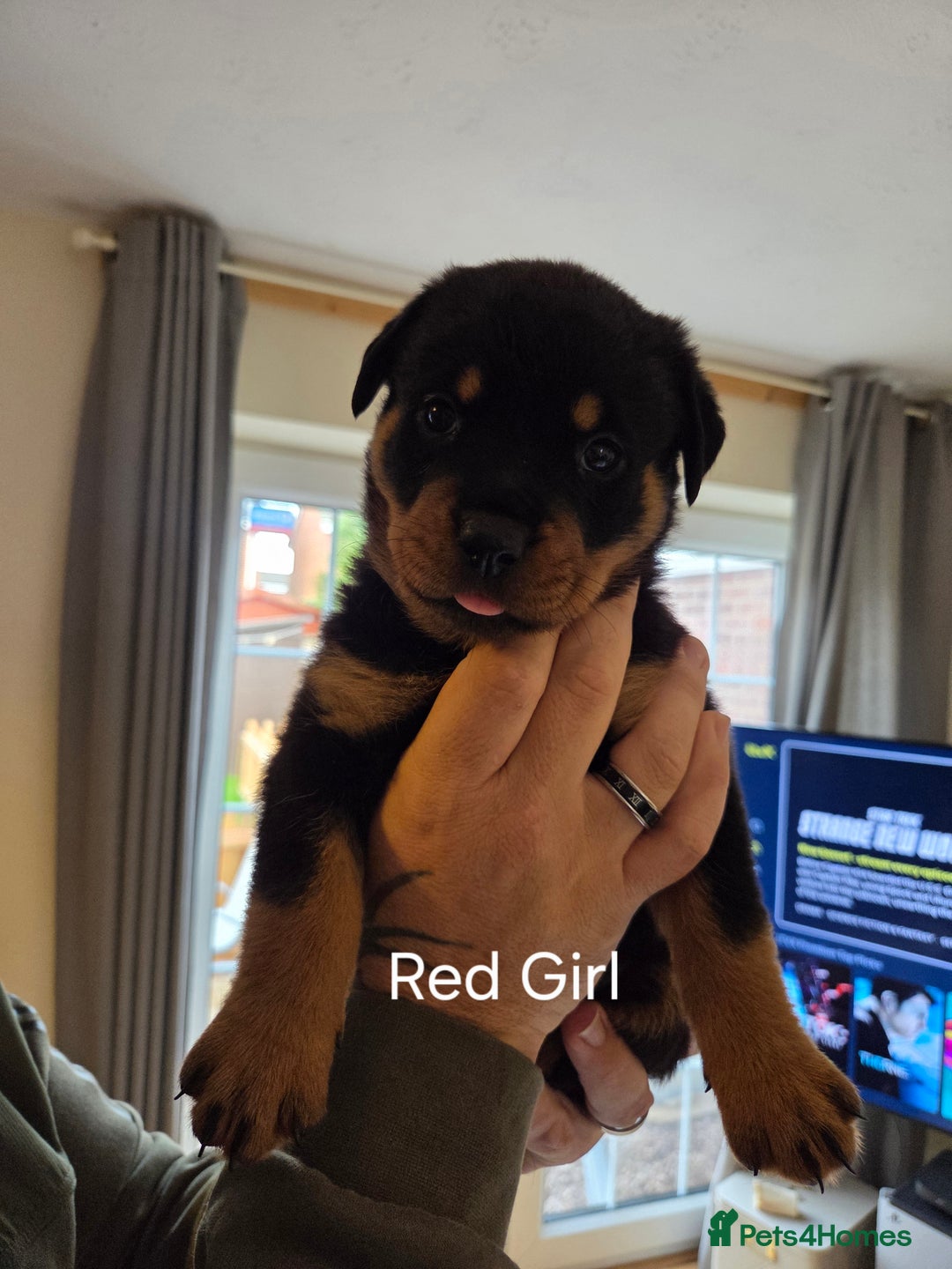 Rottweiler dogs for sale: Chunky Rottweiler puppies - Image 11