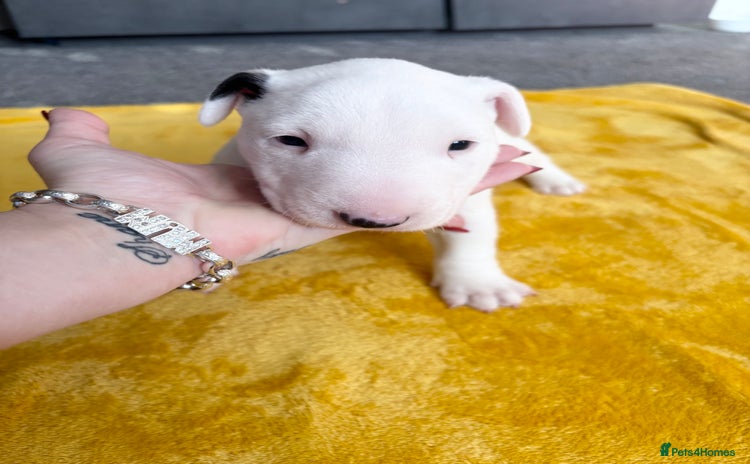 English Bull Terrier dogs - Advert 15